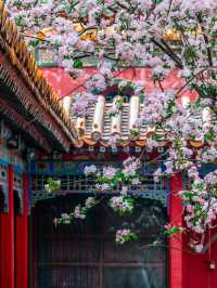 花筑奢·北京｜四月北京美成了紫禁城！在春風中靜看海棠花看