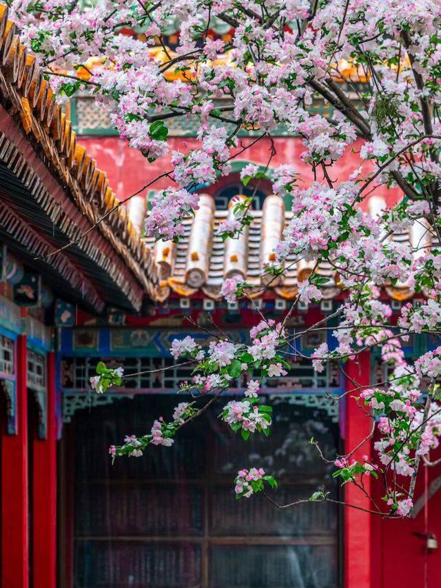 花筑奢·北京｜四月北京美成了紫禁城！在春風中靜看海棠花看