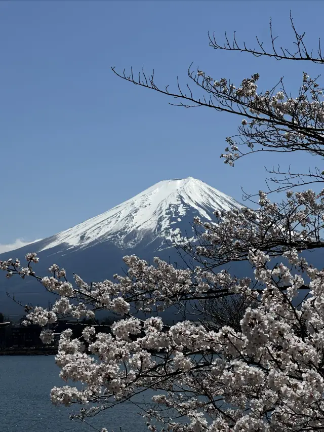 速報！富士山の桜が開花し始めました | 富士山お花見ガイド