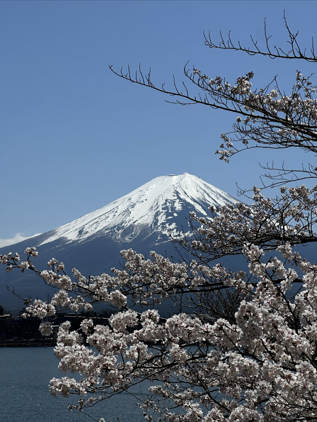 快看！富士山的櫻花才剛開 | 富士山賞櫻攻略