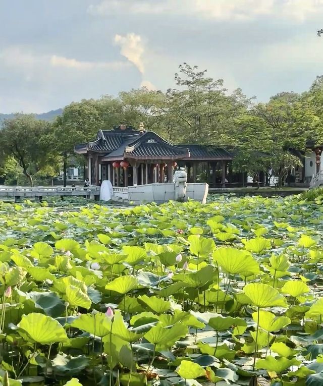 大明湖畔，荷🪷業這裡是惠州小江南