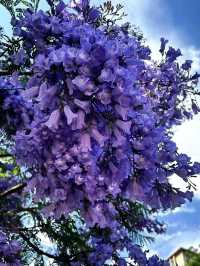 【昆明秘境】藍花楹盛開的夢幻之旅，春天必打卡！
