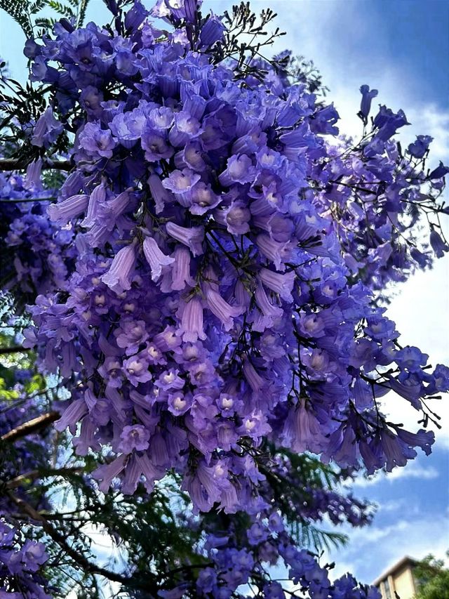 【昆明秘境】藍花楹盛開的夢幻之旅，春天必打卡！