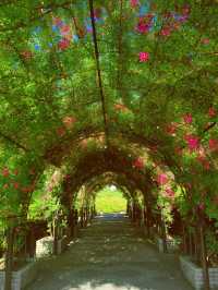 別去擠郊野公園，此處月季長廊正在盛開