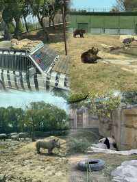 上海野生動物園攻略：春日親子遊，歡樂無限！