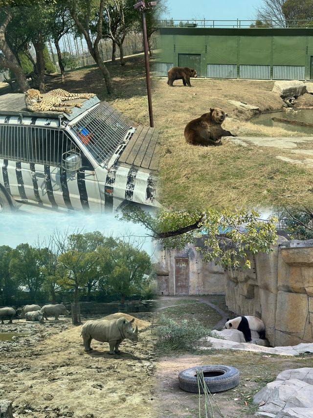 上海野生動物園攻略：春日親子遊，歡樂無限！