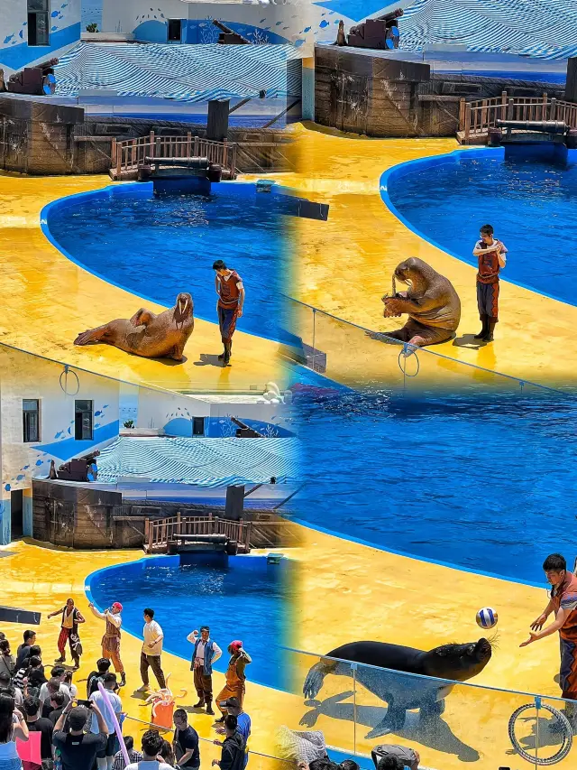 How can you come to Qingdao without visiting the Polar Ocean Park!