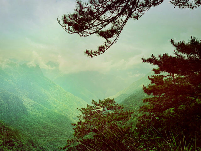 龍泉山絕壁奇松--媲美黃山