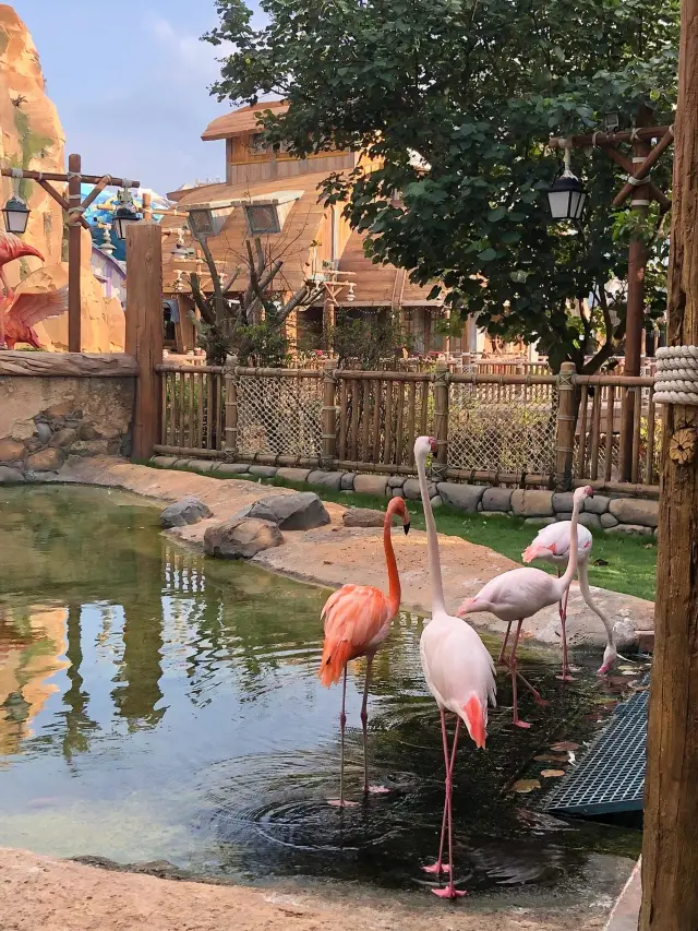 Danzhou | The Ocean Paradise in Hainan Island is so suitable for a family trip!