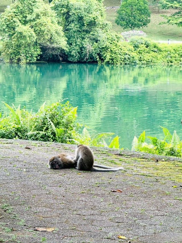 新加坡必打卡景點，生態環境優越，野猴出沒不避人
