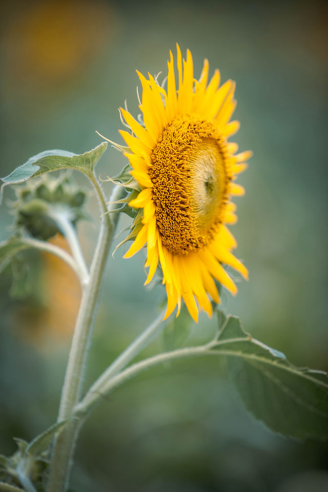 蘇州賞花圖鑑丨仲夏限定的向日葵