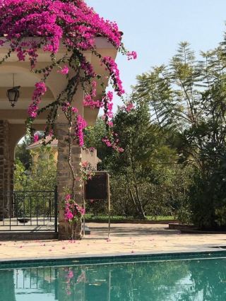 🌟✨ Ranthambore Retreats: Luxe Lodges & Wild Wonders 🐯🍃