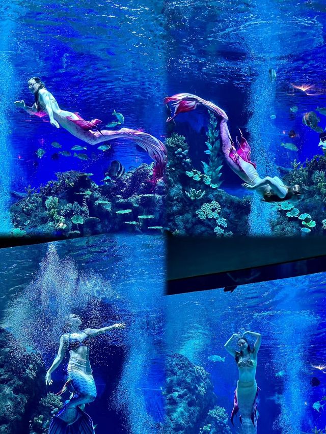 為了這一眼 我願意每年都來海洋館
