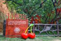 我的人生FIRST|免费采摘千年樱桃沟