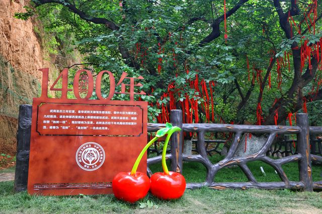 我的人生FIRST|免费采摘千年樱桃沟