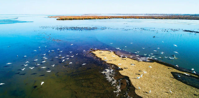 大漠中的水鳥天堂-民勤紅崖山水庫