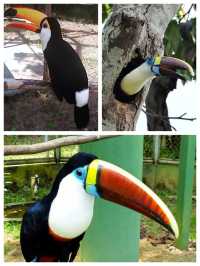 巴西瑪瑙斯動物園深入亞馬遜雨林探險