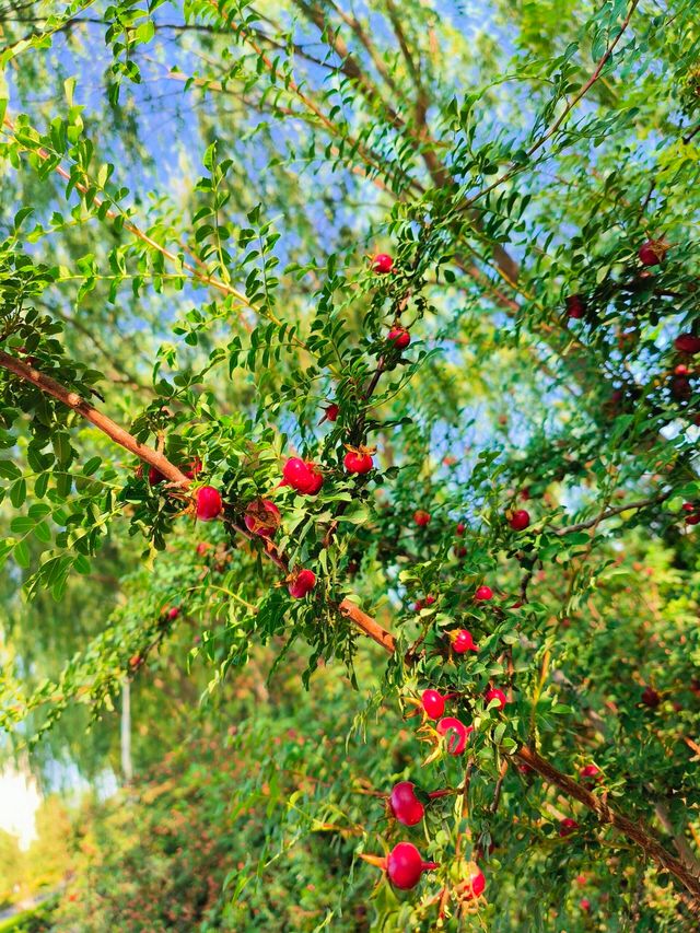 寧夏吳忠還有這麼美的公園