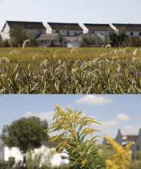 稻花香里說豐年 快帶寵物出門玩｜芳華李窯