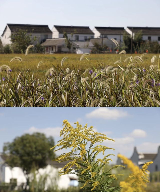 稻花香里說豐年 快帶寵物出門玩｜芳華李窯
