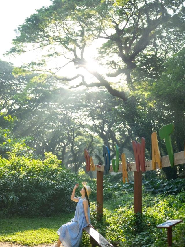 De Djawatan Forest is so Charming 🥰❤️