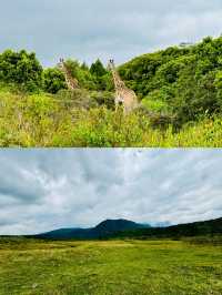 阿魯沙國家公園打卡坦桑尼亞動物世界。