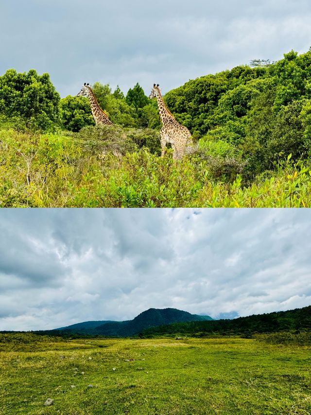 阿魯沙國家公園打卡坦桑尼亞動物世界。