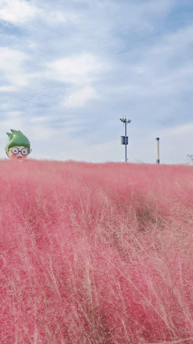 粉黛亂子草海賞花一日遊。 粉黛亂子草海賞花一日遊。