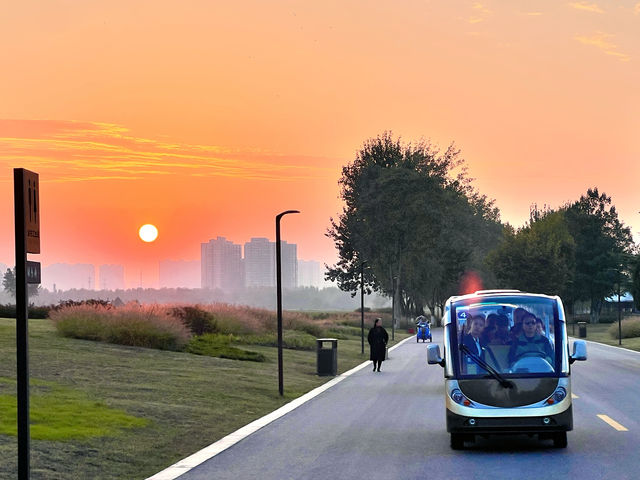 趕上夕陽的尾巴，欣賞粉黛花海。