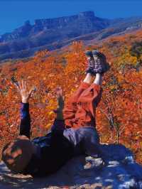 反正我是瘋了！坡峰嶺紅葉如灼！。
