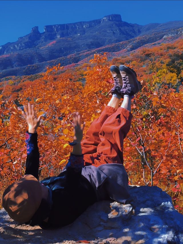 反正我是瘋了！坡峰嶺紅葉如灼！。