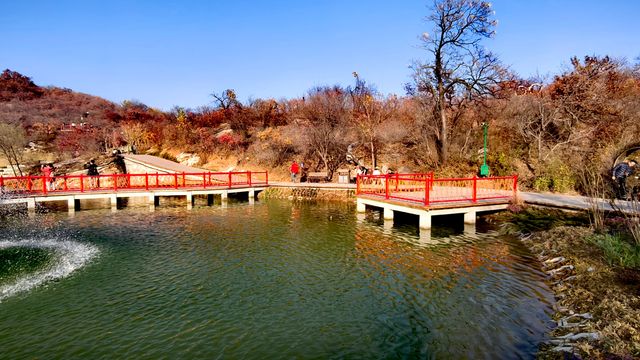 紅葉染盡「坡峰嶺」。