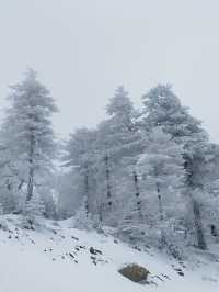 吉林北大湖|這粉雪，誰頂得住！。