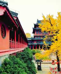毗盧寺的銀杏天花板/喧囂中的淨土。