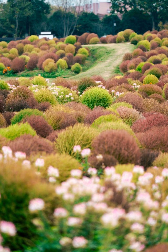 余杭，徑山花海
