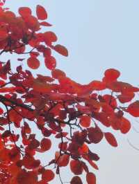 濟南紅葉谷：秋意盎然的視覺盛宴