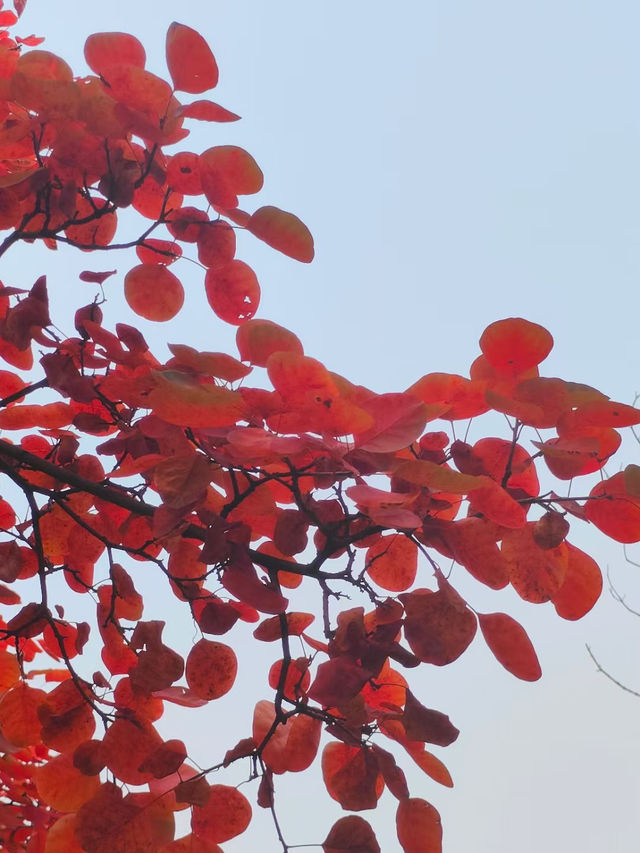 濟南紅葉谷：秋意盎然的視覺盛宴