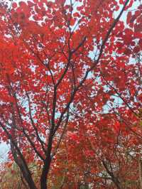 濟南紅葉谷：秋意盎然的視覺盛宴
