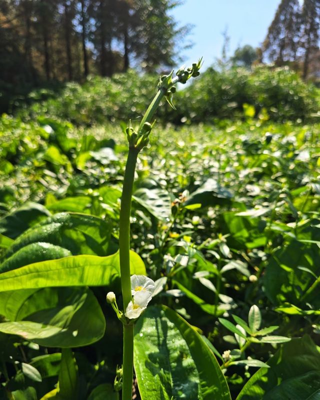 城市綠肺·長春南湖，南湖秋韻