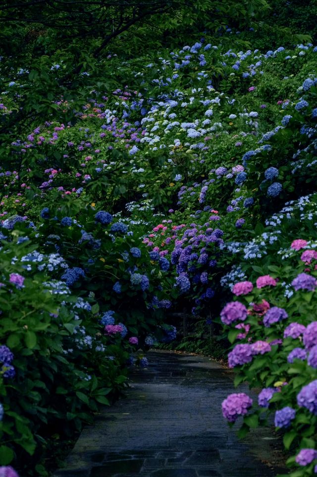 日本伊豆下田公園 - 六月去看看花海吧