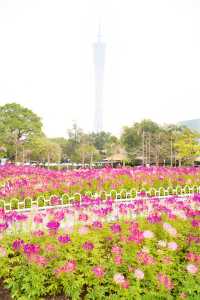 12.14宏城公園醉蝶花實拍，冬日浪漫花海