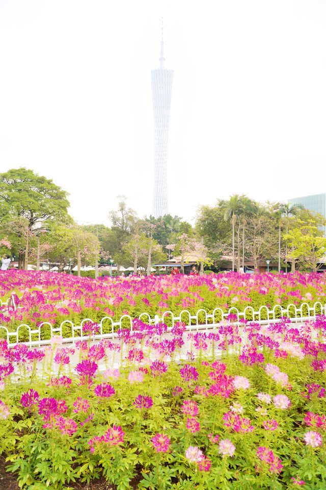 12.14宏城公園醉蝶花實拍，冬日浪漫花海