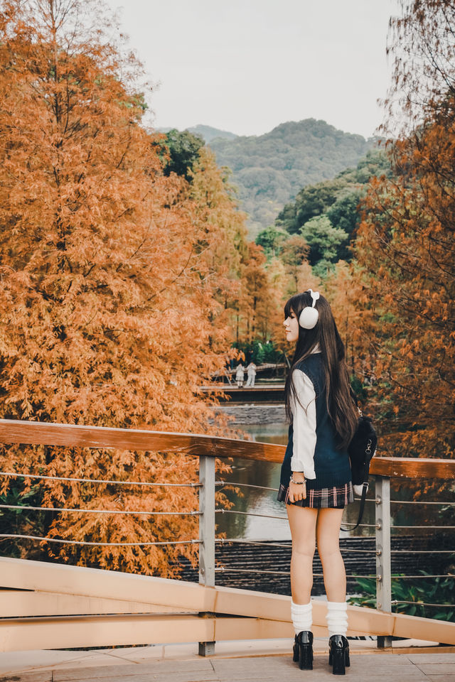 廣州拍照·這裡的落羽杉正紅！廣州秋景天花板