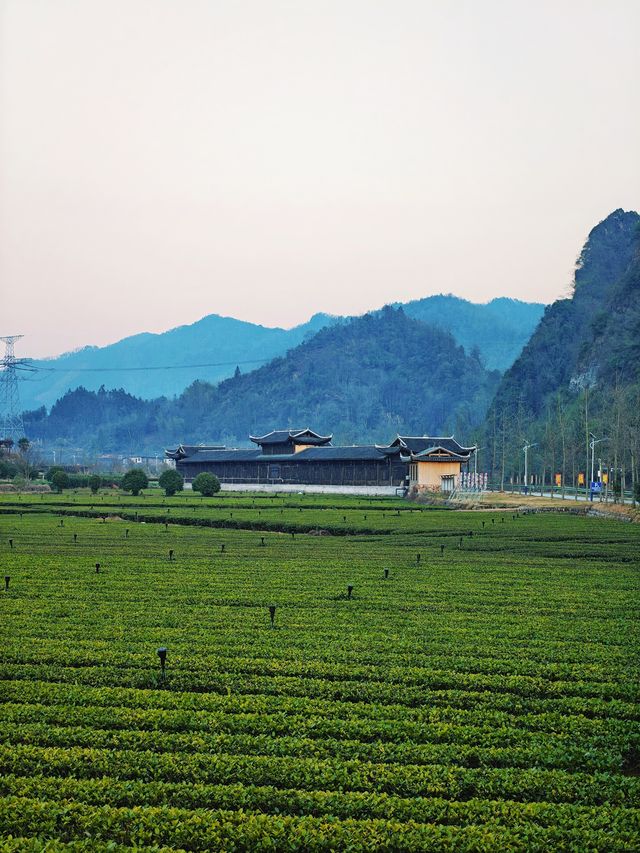 官庄·辰龍關‖一大片寧靜怡人的茶園基地