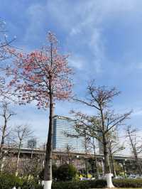 珠海花海長廊遛娃之旅