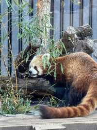 東京上野動物園景點攻略 🐾來東京怎麼能錯過這裡！