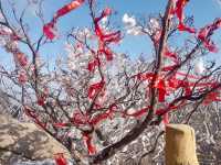 嶗山巨峰霧凇|青島冬日限定仙境