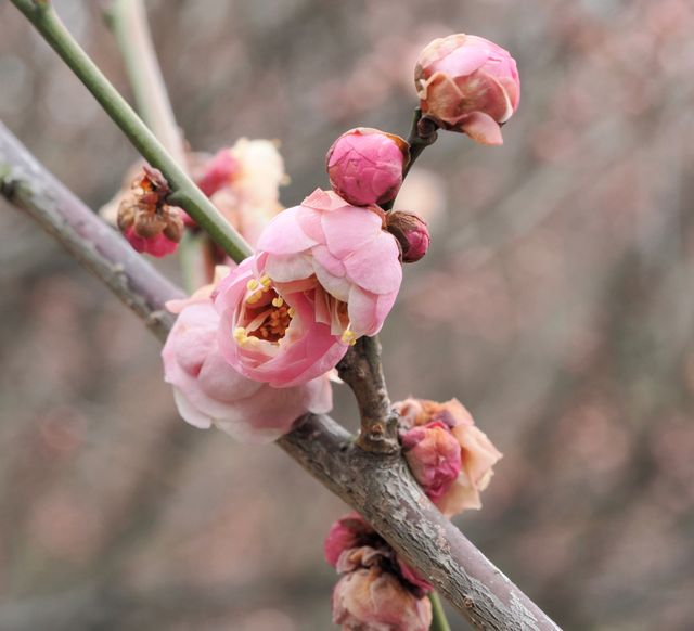 南京古林公園梅花已開，免費景點