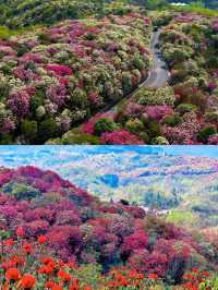 【百里杜鹃,美到窒息的花海仙境!】