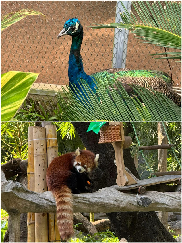 廣州動物園 20元門票超值